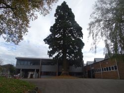 Arbre remarquable près de Tellier.JPG