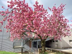 Arbre près d'Icare (2)